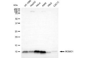 anti-Reactive Oxygen Species Modulator 1 (ROMO1) antibody