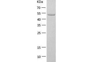 Western Blotting (WB) image for FK506 Binding Protein 4, 59kDa (FKBP4) (AA 1-459) protein (His tag) (ABIN7122976) (FKBP4 Protein (AA 1-459) (His tag))