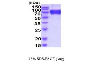 SDS-PAGE (SDS) image for CD200 Receptor 1 (CD200R1) (AA 26-238) protein (hIgG-His-tag) (ABIN6387907)