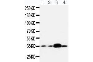 Anti-APE1 antibody, Western blotting Lane 1: U87 Cell Lysate Lane 2: A549 Cell Lysate Lane 3: SMMC Cell Lysate Lane 4: HELA Cell Lysate (APEX1 抗体  (Middle Region))