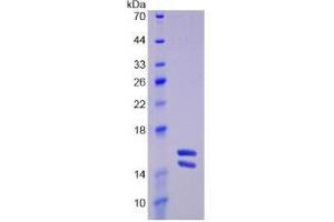 SDS-PAGE analysis of Human Interleukin 23 Protein. (IL23 蛋白)