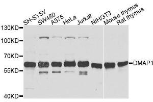 DMAP1 抗体  (AA 1-305)