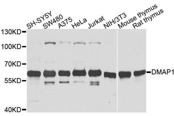 DMAP1 抗体  (AA 1-305)