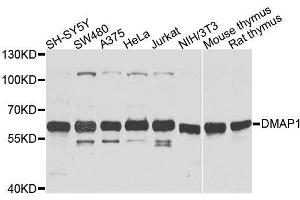 Western blot analysis of extracts of various cell lines, using DMAP1 antibody. (DMAP1 抗体  (AA 1-305))