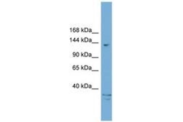 ARID5B 抗体  (AA 1031-1080)