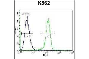Flow cytometric analysis of K562 cells (right histogram) compared to a negative control cell (left histogram). (Myosin XIX 抗体  (AA 554-582))
