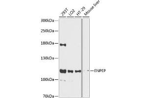 Western blot analysis of extracts of various cell lines, using ENPEP antibody  at 1:3000 dilution. (ENPEP 抗体  (AA 850-950))