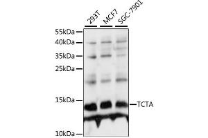 Western blot analysis of extracts of various cell lines, using TCTA antibody. (TCTA 抗体)