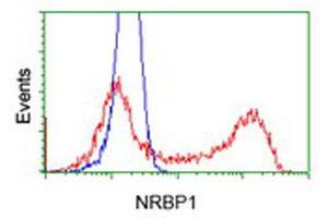 Flow Cytometry (FACS) image for anti-Nuclear Receptor Binding Protein 1 (NRBP1) antibody (ABIN1499826) (NRBP1 抗体)