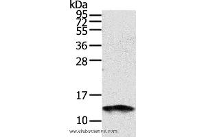 Western blot analysis of PC3 cell, using S100A11 Polyclonal Antibody at dilution of 1:1000