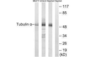Western Blotting (WB) image for anti-Tubulin, alpha 1a (Tuba1a) (C-Term) antibody (ABIN7180276)