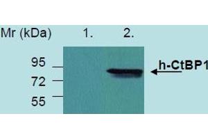 Western Blotting analysis of recombinant protein h-CtBP1 produced in HEK 293 transfected cells. (CTBP1 抗体)
