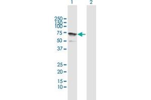 Western Blot analysis of IFIT3 expression in transfected 293T cell line by IFIT3 MaxPab polyclonal antibody. (IFIT3 抗体  (AA 1-490))