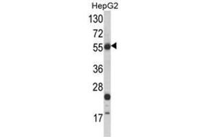 Western blot analysis of HMGCS2 Antibody (C-term) in HepG2 cell line lysates (35ug/lane).