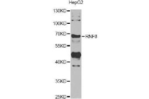 Western blot analysis of extracts of HepG2 cells, using RNF8 antibody. (RNF8 抗体)