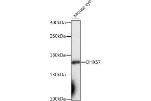 Western blot analysis of extracts of mouse eye, using DHX57 antibody (ABIN7266707) at 1:1000 dilution. (DHX57 抗体  (AA 700-900))
