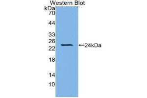 Western Blotting (WB) image for anti-Heme Oxygenase (Decycling) 1 (HMOX1) (AA 61-172) antibody (ABIN1173239) (HMOX1 抗体  (AA 61-172))