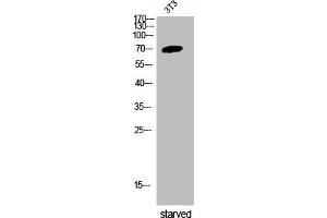 Western Blot analysis of 3T3 cells using Phospho-Intestinal Cell Kinase (Y159) Polyclonal Antibody (ICK 抗体  (pTyr159))