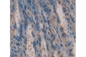 IHC-P analysis of Mouse Tissue, with DAB staining. (Kallikrein 13 抗体  (AA 25-261))