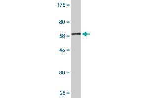 Western Blot detection against Immunogen (65. (MAPK13 抗体  (AA 1-365))