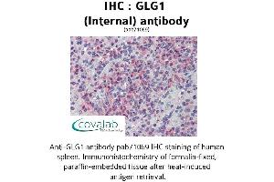 Image no. 2 for anti-Golgi Glycoprotein 1 (GLG1) (Internal Region) antibody (ABIN1734714) (GLG1 抗体  (Internal Region))
