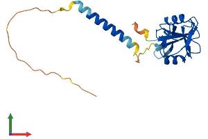 Protein Structure (PS) image for Killer Cell Lectin-Like Receptor Subfamily G, Member 1 (KLRG1) (AA 1-195) protein (His tag) (ABIN7548868)