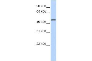 Western Blotting (WB) image for anti-Melanoma Antigen Family A, 10 (MAGEA10) antibody (ABIN2458613) (MAGEA10 抗体)