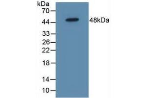 Figure. (IL5RA 抗体  (AA 42-182))