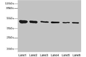 Western blot All lanes: SNX32 antibody at 6. (SNX32 抗体  (AA 144-403))