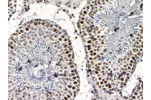 PRC1 Mouse Monoclonal Antibody at 1/100 staining rat testis tissue by IHC-P. (PRC1 抗体  (Internal Region))