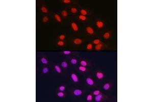 Immunofluorescence analysis of U2OS cells using Rad21 Rabbit pAb (ABIN7269822) at dilution of 1:150 (40x lens). (RAD21 抗体)