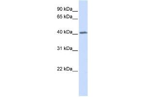 GHRHR antibody used at 1 ug/ml to detect target protein. (GHRHR 抗体  (N-Term))