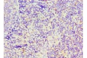 Immunohistochemistry of paraffin-embedded human tonsil tissue using ABIN7156649 at dilution of 1:100 (GBP1 抗体  (AA 383-592))