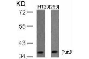 Image no. 1 for anti-Jun D Proto-Oncogene (JUND) (Ser255) antibody (ABIN197142) (JunD 抗体  (Ser255))