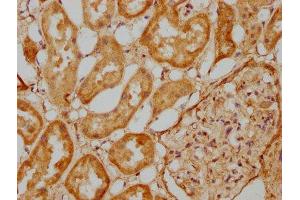 IHC image of ABIN7151424 diluted at 1:500 and staining in paraffin-embedded human kidney tissue performed on a Leica BondTM system. (EFHD1 抗体  (AA 15-72))
