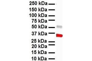WB Suggested Anti-HBP1 antibody Titration: 1 ug/mL Sample Type: Human heart (HBP1 抗体  (Middle Region))