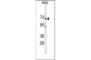 Western blot analysis of anti-AK7 Antibody (C-term) in K562 cell line lysates (35ug/lane). (Adenylate Kinase 7 抗体  (C-Term))
