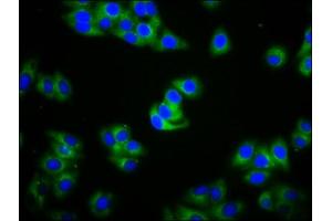 Immunofluorescence staining of HepG2 cells with ABIN7156081 at 1:100, counter-stained with DAPI. (IGHA2 抗体  (AA 36-111))