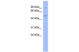 PREP antibody used at 1 ug/ml to detect target protein. (PREP 抗体  (N-Term))