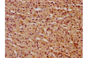 IHC image of ABIN7165725 diluted at 1:300 and staining in paraffin-embedded human adrenal gland tissue performed on a Leica BondTM system. (KTI12 抗体  (AA 110-204))