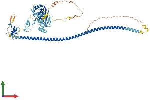 AlphaFold protein structure predicition of Human Recombinant BRAP Protein, UniprotID Q7Z569