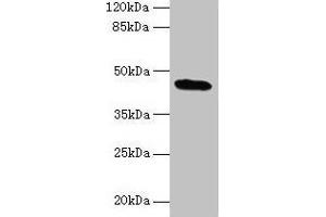 Western blot All lanes: C19orf47 antibody at 10 μg/mL + Mouse muscle tissue Secondary Goat polyclonal to rabbit IgG at 1/10000 dilution Predicted band size: 45, 38, 30 kDa Observed band size: 45 kDa (C19orf47 抗体  (AA 1-281))