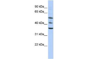 Western Blotting (WB) image for anti-Tripartite Motif Containing 68 (TRIM68) antibody (ABIN2458383) (TRIM68 抗体)
