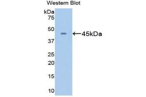 Western blot analysis of the recombinant protein. (GLN1 抗体  (AA 1-373))