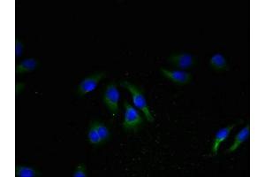 Immunofluorescent analysis of A549 cells using ABIN7161422 at dilution of 1:100 and Alexa Fluor 488-congugated AffiniPure Goat Anti-Rabbit IgG(H+L) (NPBWR2 抗体  (AA 1-45))