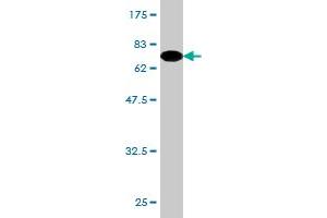 Western Blot detection against Immunogen (74. (ZNF70 抗体  (AA 1-446))
