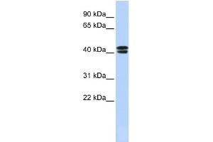 WB Suggested Anti-CACNB3 Antibody Titration:  0. (CACNB3 抗体  (N-Term))