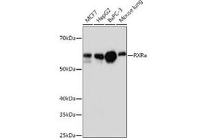 Western blot analysis of extracts of various cell lines, using RXRα antibody (ABIN7269948) at 1:1000 dilution. (Retinoid X Receptor alpha 抗体)