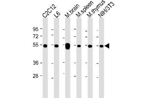 All lanes : Anti-beta Tubulin at 1:2000 dilution Lane 1: C2C12 whole cell lysate Lane 2: L6 whole cell lysate Lane 3: mouse brain lysate Lane 4: mouse spleen whole cell lysate Lane 5: mouse thymus lysate Lane 6: NIH/3T3 whole cell lysate Lysates/proteins at 20 μg per lane. (TUBB 抗体  (AA 46-78))