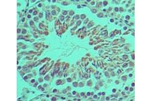 Image no. 1 for anti-Interferon Activated Gene 204 (Ifi204) (AA 70-120) antibody (ABIN960220) (Ifi204 抗体  (AA 70-120))
